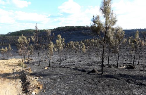 Charred trees stand after a recent wildfire in Walker County, near Dora, Ala., Thursday, Oct. 27, 2016. Alabama Gov. Robert Bentley visited the site and warned citizens about the serious drought situation in the state. He joined Interim State Forester Gary Cole and Assistant State Forester Dan Jackson in urging residents to obey the Drought Emergency Declaration, often called a "No Burn Order," that he signed earlier this month. Since October 1, 2016, 987 wildfires have destroyed more than 10,730 acres in Alabama, more than four times the amount that occurred during the same time period in 2015. (Governor's Office, Jamie Martin)